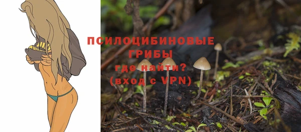 стаф Алзамай